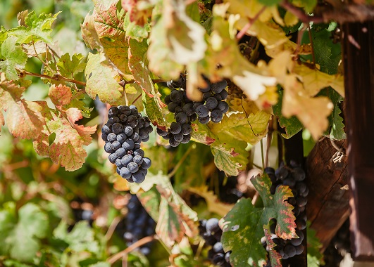 Old vine grapes